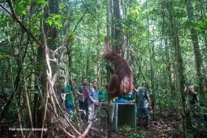 Orangutan dilepasliarkan ke hutan.