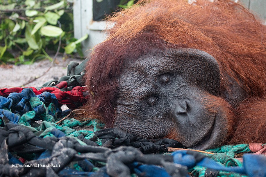 Orangutan ditangkap untuk dipindahkan.