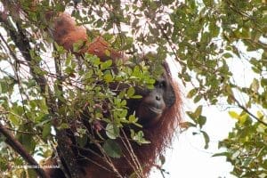 Orangutan di atas pohon.