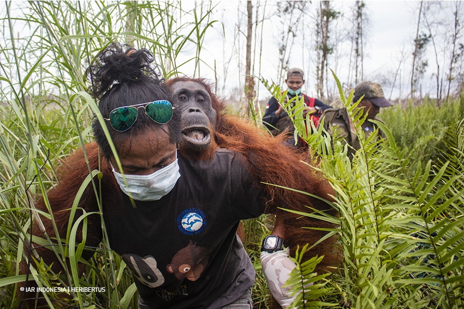 Dampak Kebakaran Hutan Masih Menekan, Penyelamatan Orangutan Terus Dilakukan