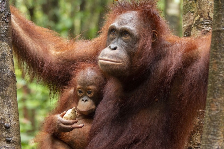 Induk Baru Bagi Bayi Orangutan Yatim Piatu
