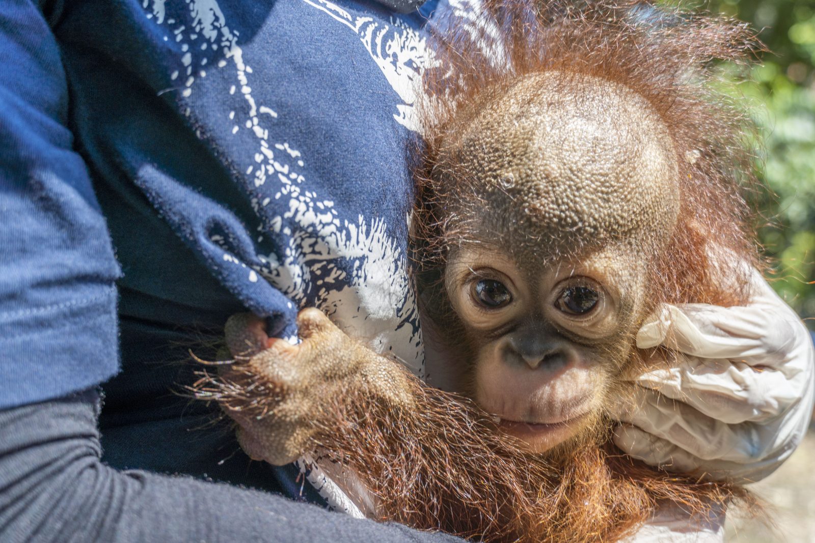 Potensi Penularan Penyakit melalui Pemeliharaan Satwa Liar, BKSDA dan IAR Selamatkan Bayi Orangutan dari Pemeliharaan Ilegal