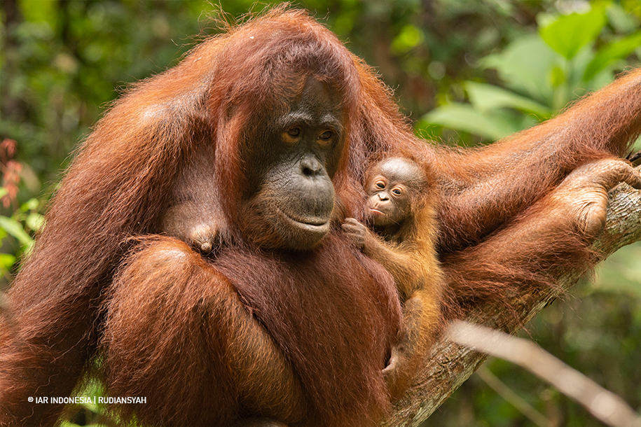 Kelahiran Generasi Baru Orangutan di Gunung Tarak Hutan Penyangga TN Gunung Palung