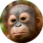 Konservasi Orangutan