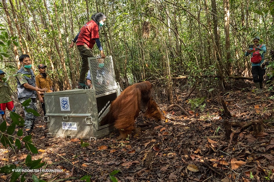 Jelang Hari Orangutan Sedunia, BKSDA Kalbar dan IAR Indonesia Translokasikan Orangutan