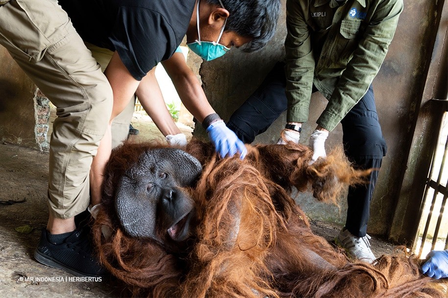 Memulangkan Orangutan Kalimantan dari Pulau Jawa