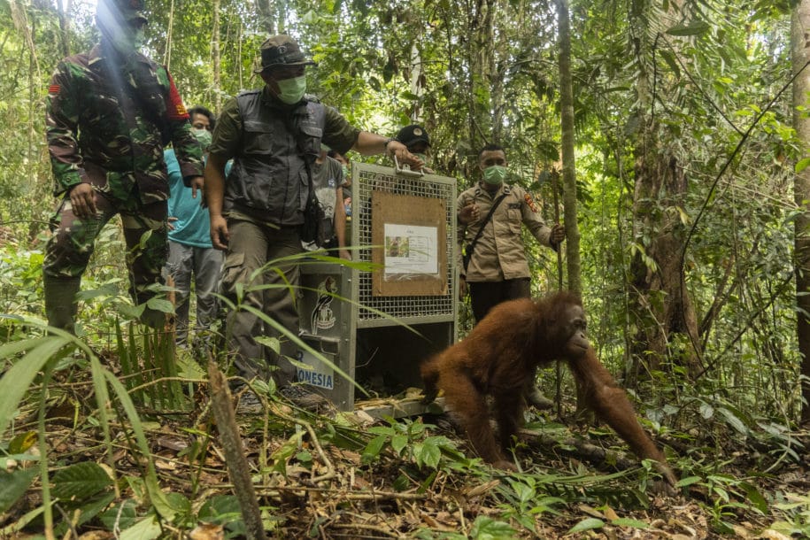 Pelepasliaran Orangutan di Pekan Peduli Orangutan
