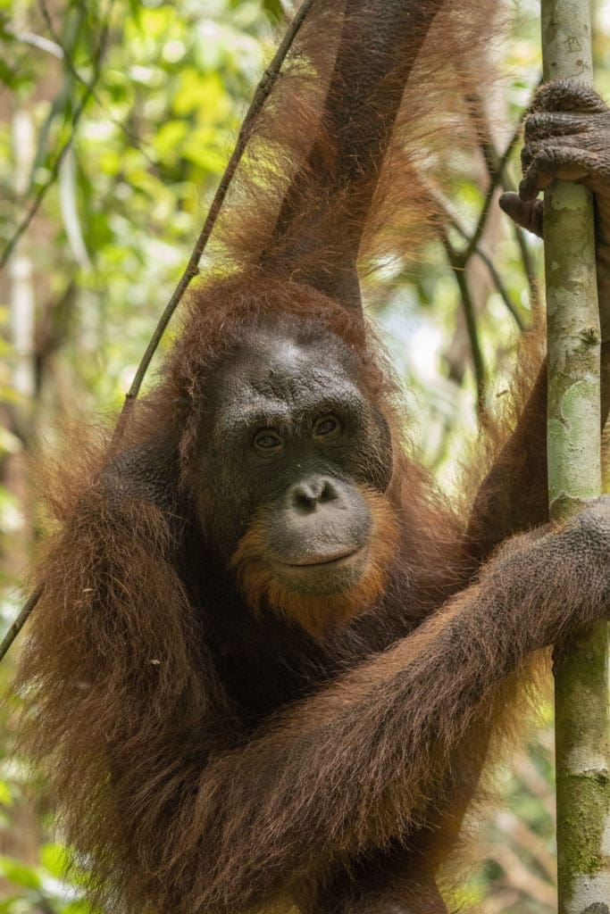 Orangutan yang dilepasliiarkan di kawasan TNBBBR.