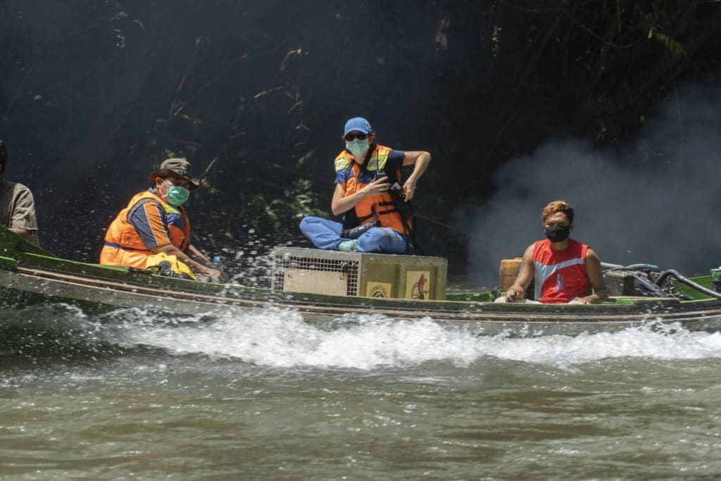 Menyusuri sungai di kawasan Taman Nasional Bukit Baka Bukit Raya (TNBBBR) Kalimantan untuk melepasliiarkan orangutan.