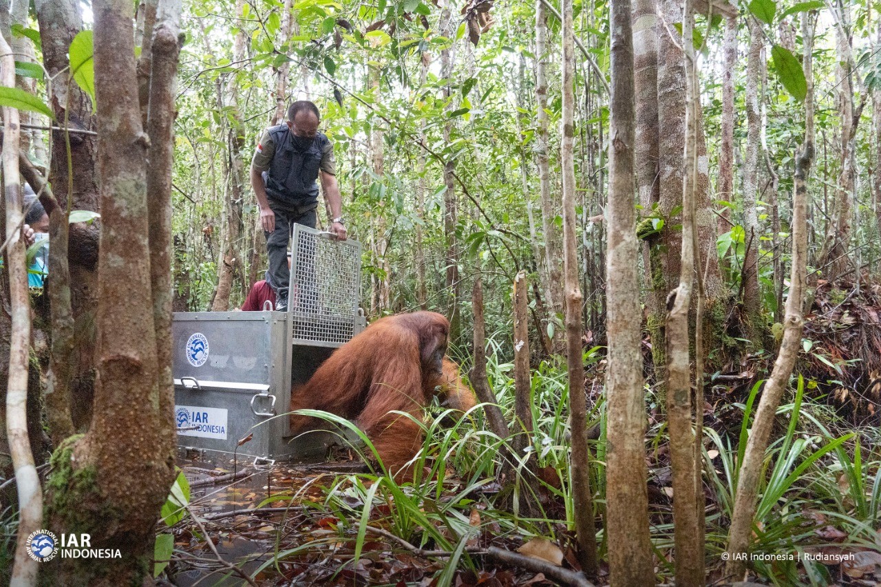 Habitat Berkurang, Orangutan Boncel Ditranslokasi Untuk Kedua Kalinya