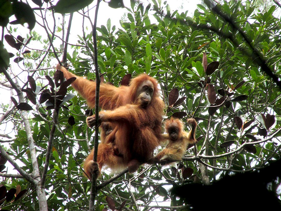 orangutan tapanuli bersama anaknya