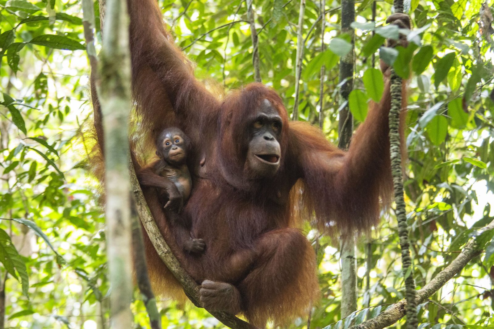 orangutan kalimantan shila surya