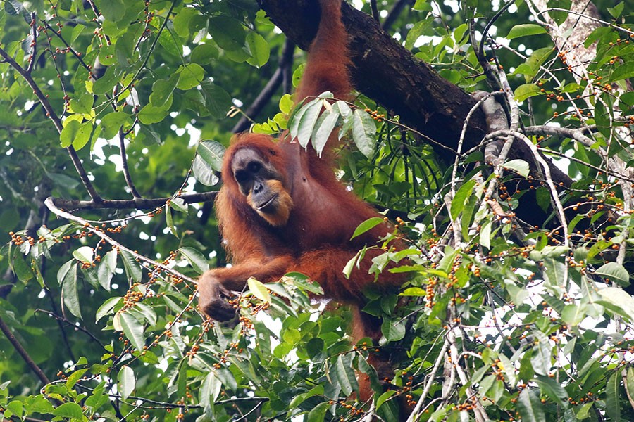 orangutan sumatra bergelantung
