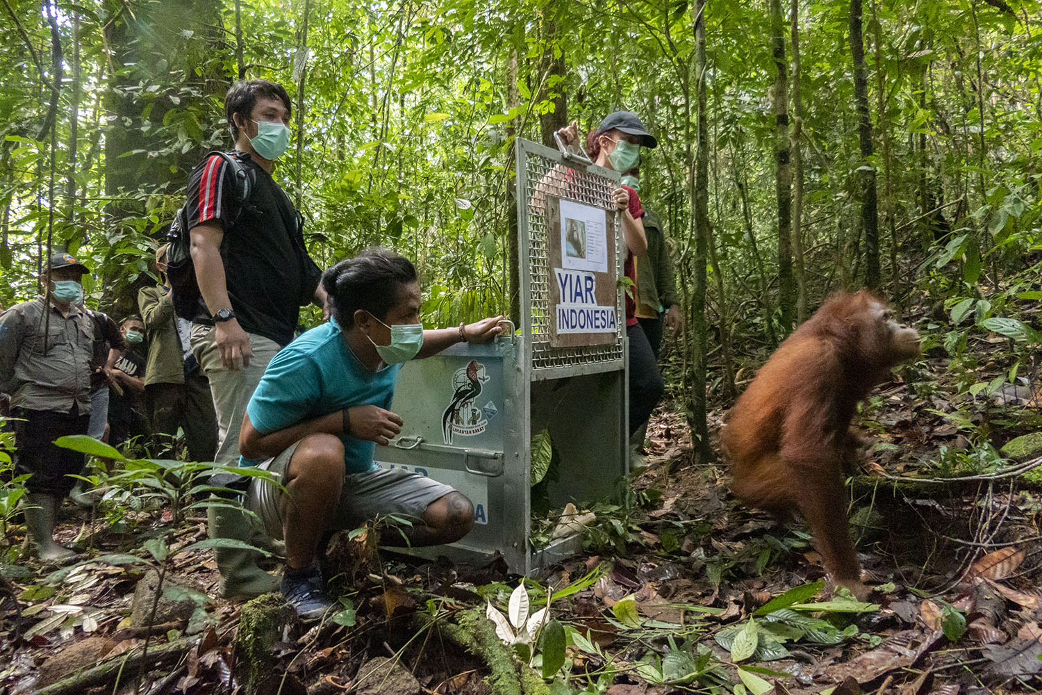 Orangutan bernama Cantik kembali ke habitatnya di hutan kalimantan