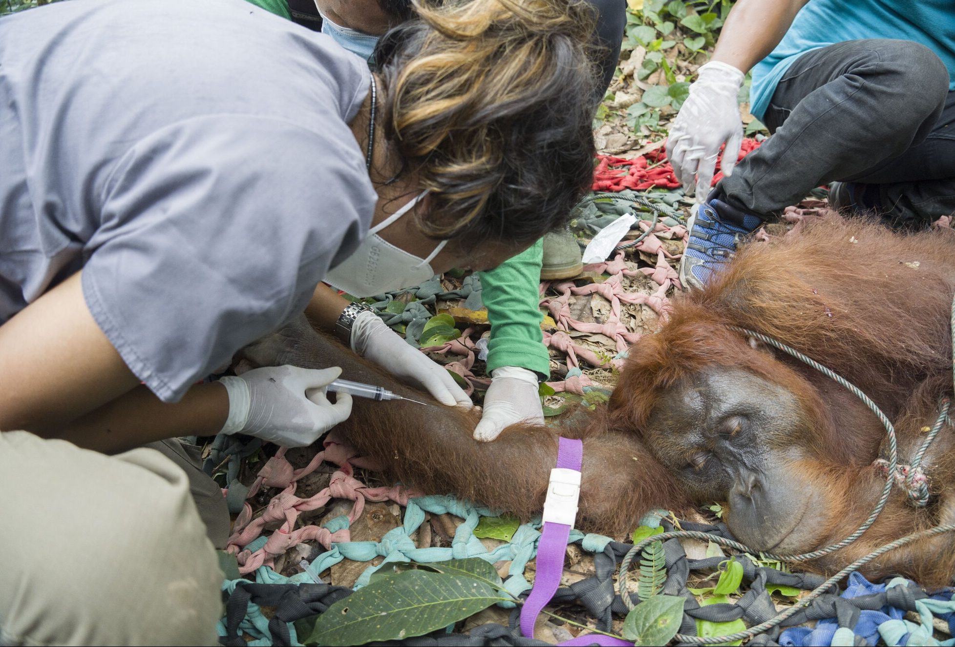 Penyelamatan Orangutan Kumbang dari Jerat Pemburu