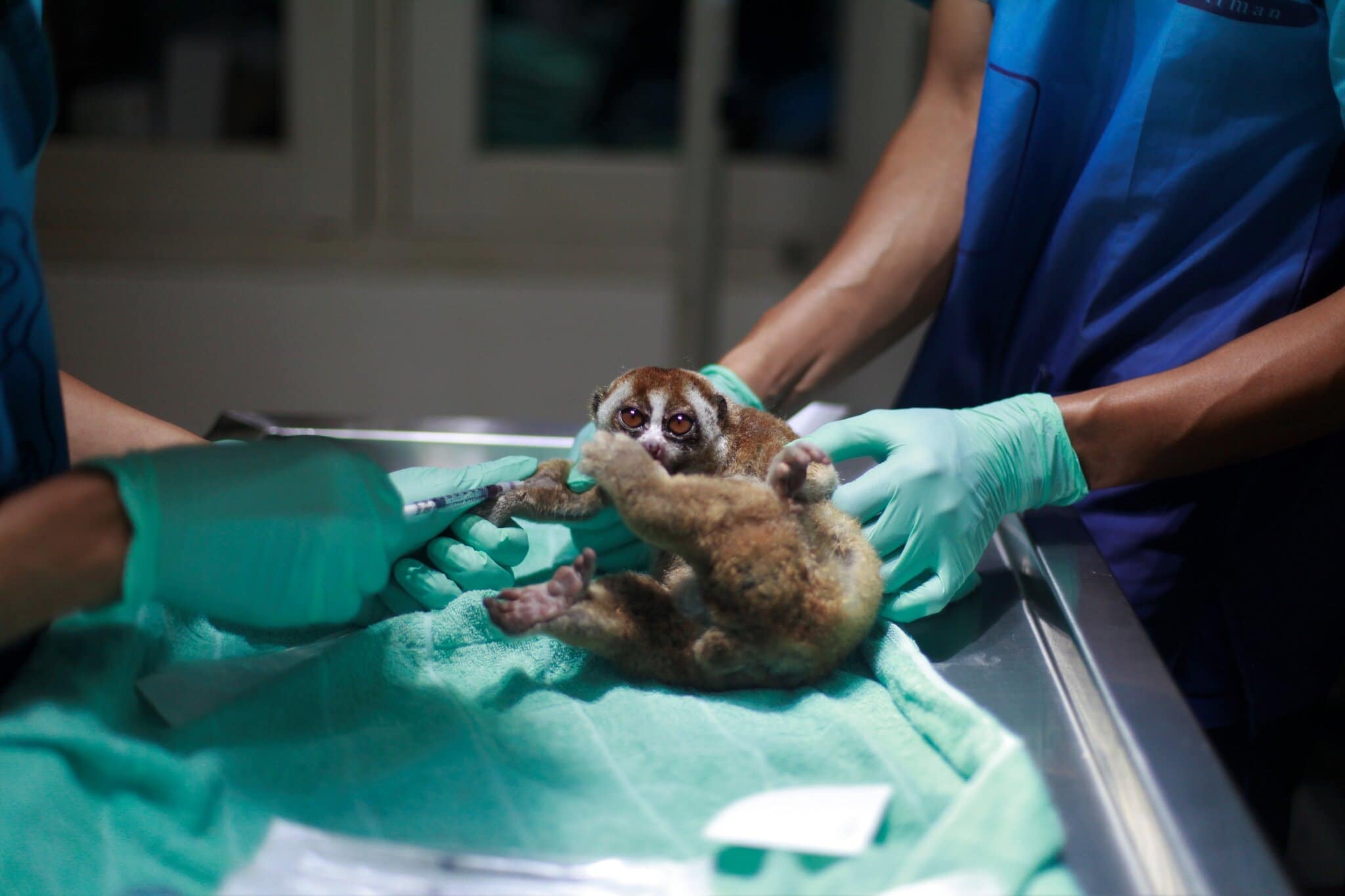 Yuk, Kita Cek Kesehatan 6 Kukang Sumatra Sebelum Dilepasliarkan