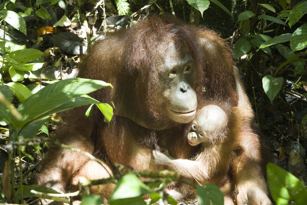 Orangutan Muria Melahirkan Bumi di Taman Nasional Bukit Baka Bukit Raya