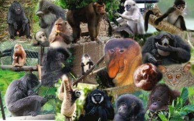Relung Primata di Masa Kini: Penyelamatan dan Pelestarian
