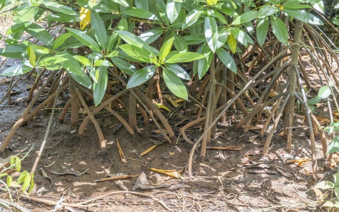 5 Fakta Tentang Pentingnya Mangrove yang Harus Kalian Ketahui