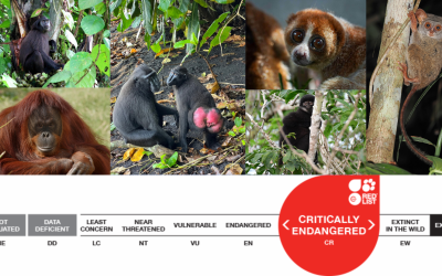 Yuk Kenali Primata Indonesia dengan Status Kritis di Alam!