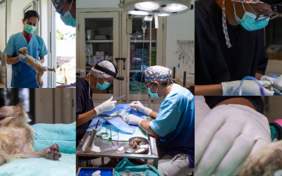Kisah Peyot, Kukang Jawa yang Berhasil Diselamatkan Melalui Operasi Gastrotomi